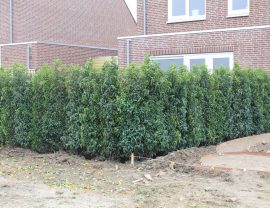 Prunus Lusitanica