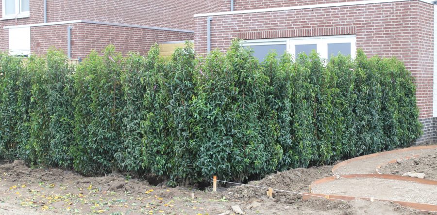 Prunus Lusitanica